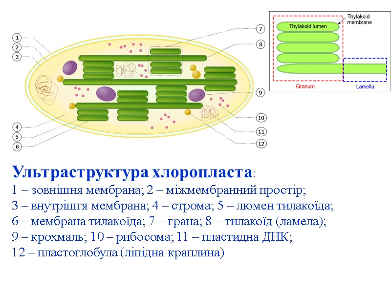 Ультраструктура хлоропласта: 1 – зовнішня мембрана; 2 – міжмембранний простір; 3 – внутрішгя мембрана;